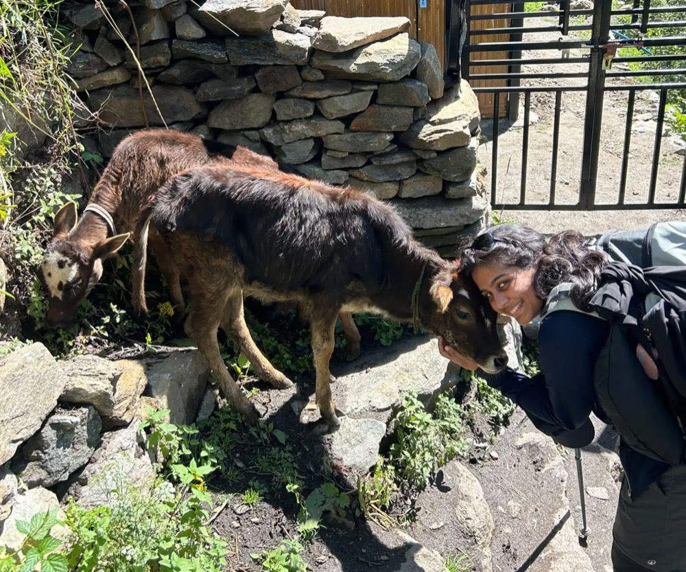 Saathvika leaning her head against a calf on a stone path